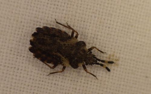 Aradus versicolor